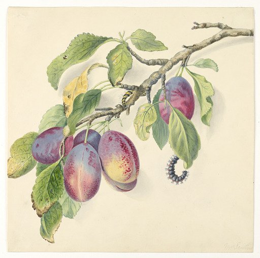 Branch with a cluster of ripe plums and caterpillars