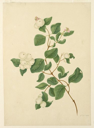 Snowberries