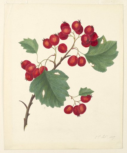 Currants