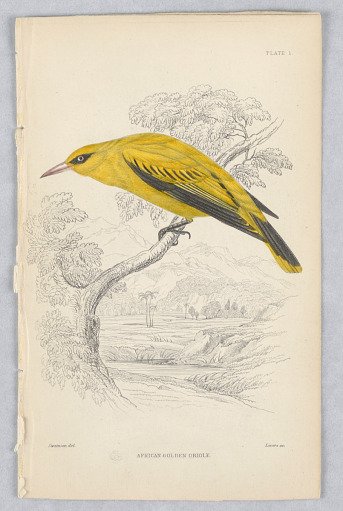 African Golden Oriole, Plate 1 of Birds of Western Africa, Vol. VIII