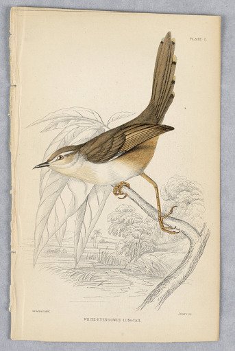 White-Eyebrowed Longtail, Plate 2 from Birds of Western Africa