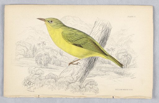 Yelllow White-Eye, Plate 3 from Birds of Western Africa