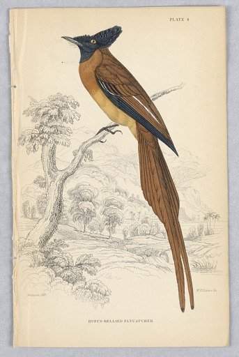 Rufus-Bellied Flycatcher, Plate 4 from Birds of Western Africa