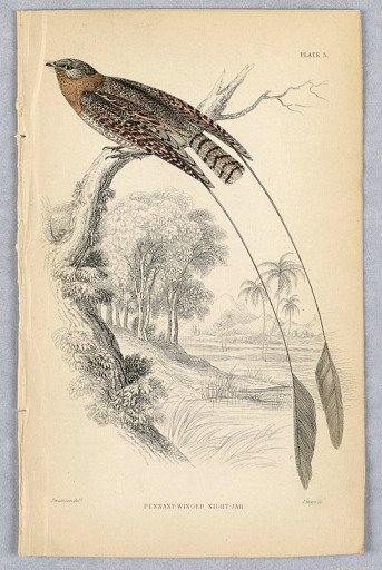 Pennant-Winged Night-Jar, Plate 5 from Birds of Western Africa