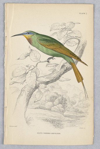 Blue-Cheeked Bee-Eater, Plate 7 from Birds of Western Africa