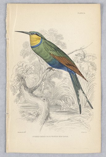 Fork-Tailed Blue-Vented Bee-Eater, Plate 10 from Birds of Western Africa