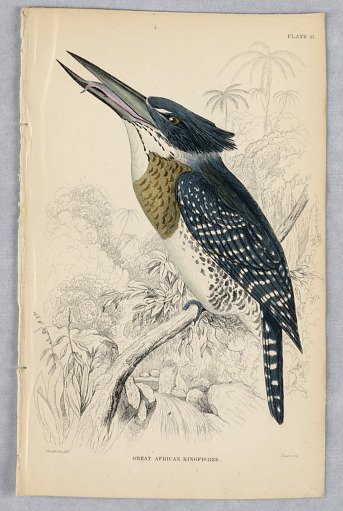 Great African Kingfisher, Plate 11 from Birds of Western Africa