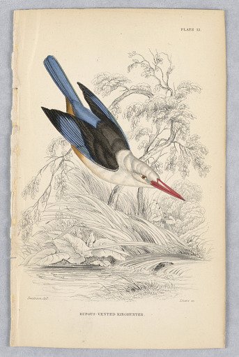 Rufous-Vented Kinghunter, Plate 12 from Birds of Western Africa