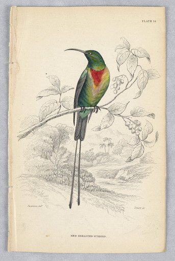 Red-breasted Sunbird, Plate 14 from Birds of Western Africa