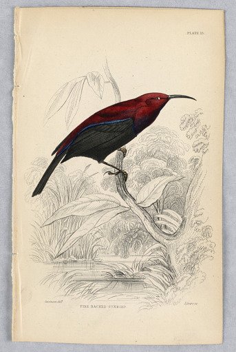Fire-Backed Sunbird, plate 15 from Birds of Western Africa
