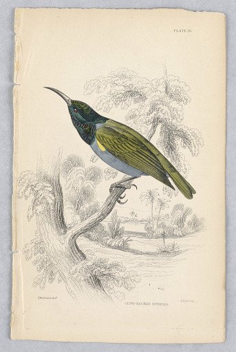 Olive-Backed Sunbird, Plate 16 from Birds of Western Africa