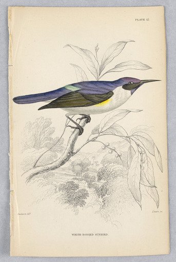 White-Bodied Sunbird, Plate 17 from Birds of Western Africa