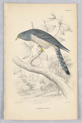 Lineated Cuckoo, Plate 18 from Birds of Western Africa