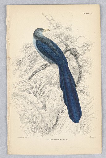 Yellow-Billed Coucal, Plate 19 from Birds of Western Africa