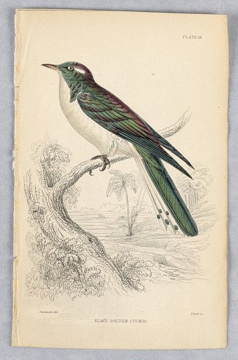 Klass Golden Cuckoo, Plate 21 from Birds of Western Africa