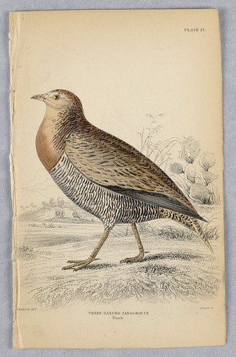 Three-Banded Female Sandgrouse, Plate 23 from Birds of Western Africa