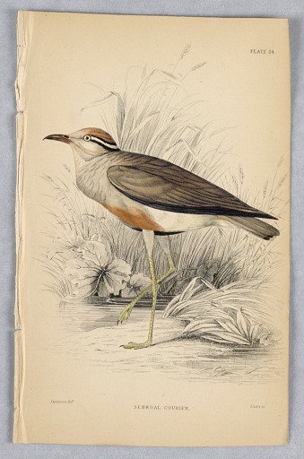 Senegal Courier, Plate 24 from Birds of Western Africa