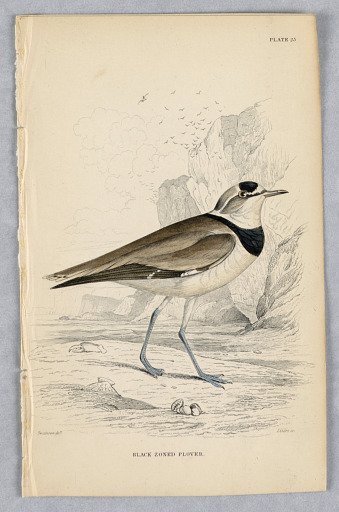 Black-Zoned Plover, Plate 25 from Birds of Western Africa