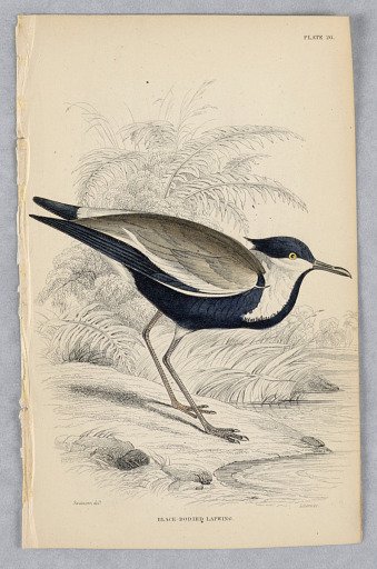 Black-Bodied Lapwing, Plate 26 from Birds of Western Africa