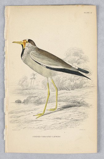 Striped-Throated Lapwing, Plate 27 from Birds of Western Africa