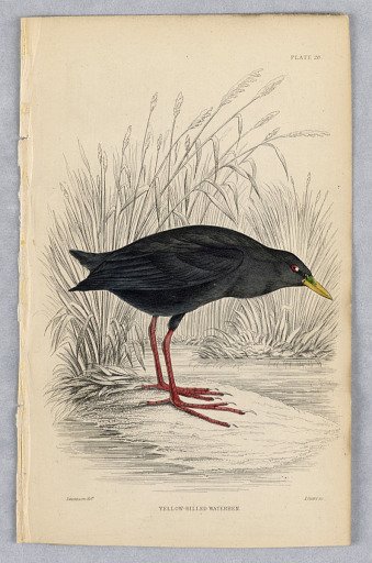 Yellow-Billed Waterhen, Plate 28 from Birds of Western Africa