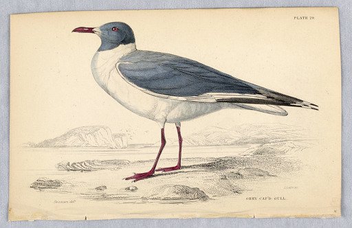 Grey Cap'd Gull, Plate 29 from Birds of Western Africa
