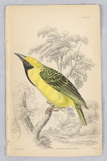 Yellow-Crowned Weaver, Plate 32 from Birds of Western Africa