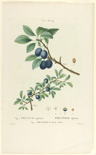 Prunus spinosa; Prunier de St. Julien