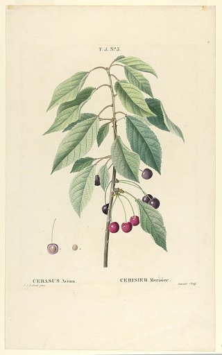 Cerasus Avium
