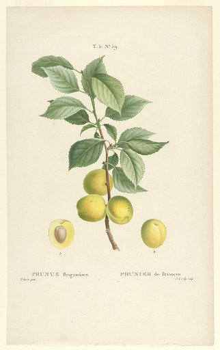Prunus Brigantiaca