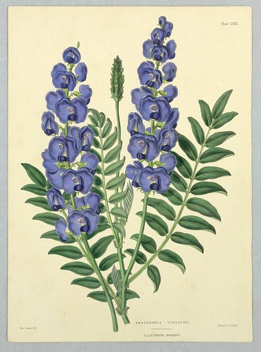 Swainsonia Violacea, Plate LXIX from Edward George Henderson's "The Illustrated Bouquet"