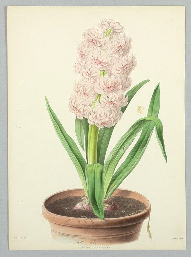 Hyacinth, Duke of Wellington, Plate from Edward George Henderson's "The Illustrated Bouquet"