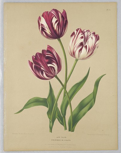 Late Tulips / Bybloemen or Violets