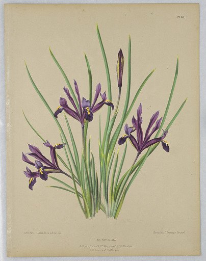 Iris Reticulata, from A. C. Van Eeden's "Flora of Haarlem"