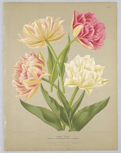 Double Tulips, Plate 54 from A. C. Van Eeden's "Flora of Haarlem"
