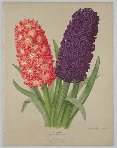 Hyacinths, Solfatare and Mimosa, Plate 7 from A. C. Van Eeden's "Flora of Haarlem"