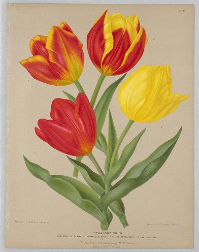 Single Early Tulips, Plate 70 from A. C. Van Eeden's "Flora of Haarlem"