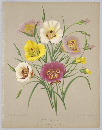 Calochorti Spec. Div., Plate 75 from A. C. Van Eeden's "Flora of Haarlem"