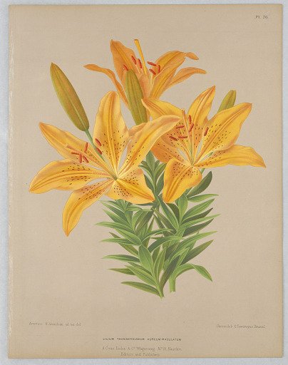 Lilium Thunbergianum Aureum Maculatum, Plate 76 from A. C. Van Eeden's "Flora of Haarlem"