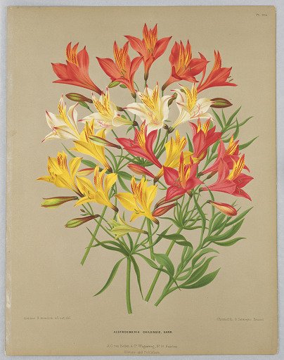 Alstroemeria Chilensis Varr., Plate 104 from A. C. Van Eeden's "Flora of Haarlem"