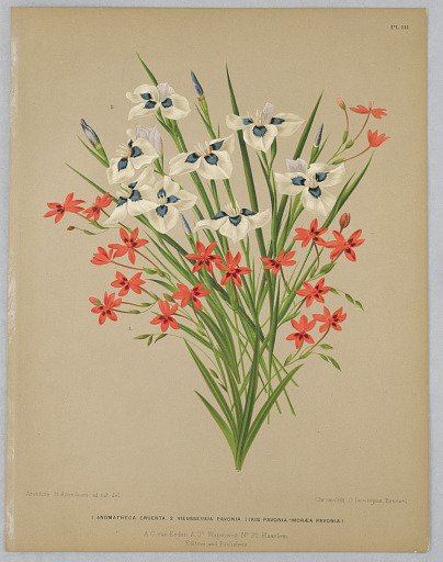 Anomatheca Cruenta, Vieusseuxie Pavonia (Iris Pavonia–Moreaea Pavonia), Plate 111 from A. C. Van Eeden's "Flora of Haarlem"