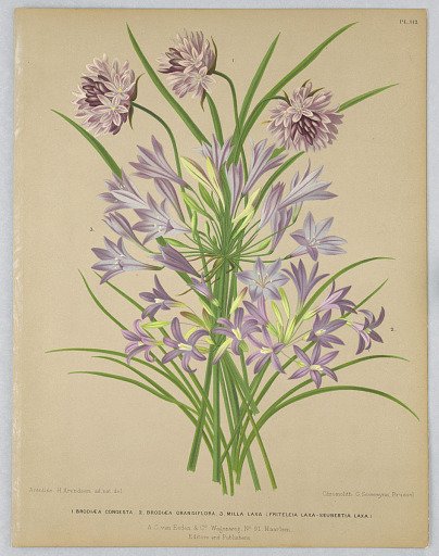 Brodiaea Congesta, brodiaea Grandiflora, Milla Laxa (Friteleia laxa-Seubertia Laxa), Plate 112 from A. C. Van Eeden's "Flora of Haarlem"
