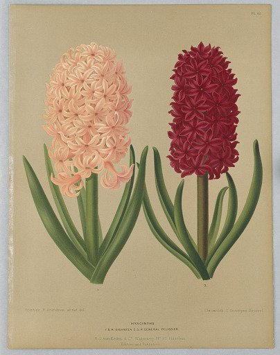 Hyacinths: I.S.R. Gigantea and Général Pelissier, Plate 115 from A. C. Van Eeden's "Flora of Haarlem"