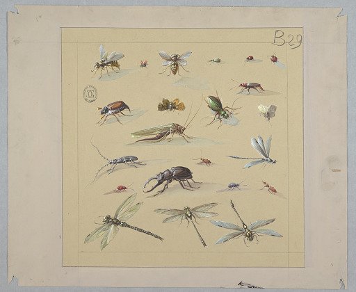 Designs for Wallpaper and Textiles: Insects