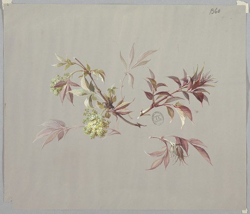Design for Wallpaper and Textiles: Flowers