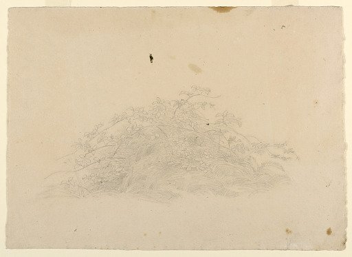 Study of foliage