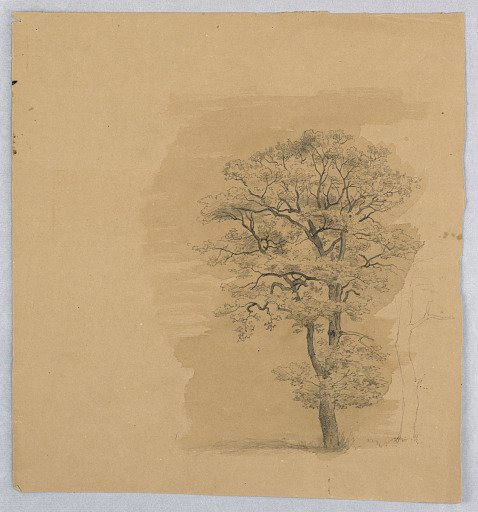 Study of foliage
