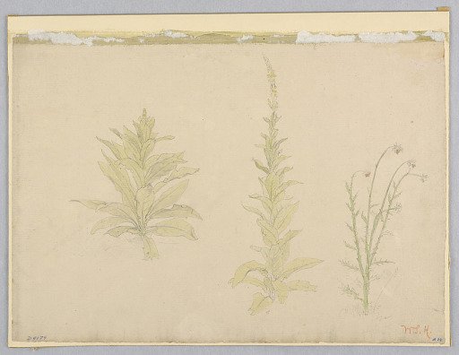 Study of mullein plants