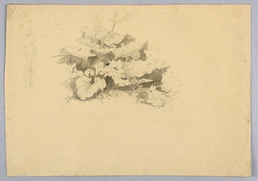 Study of foliage