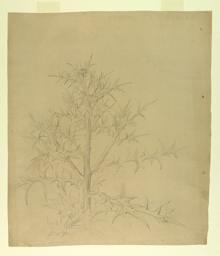 Study of foliage